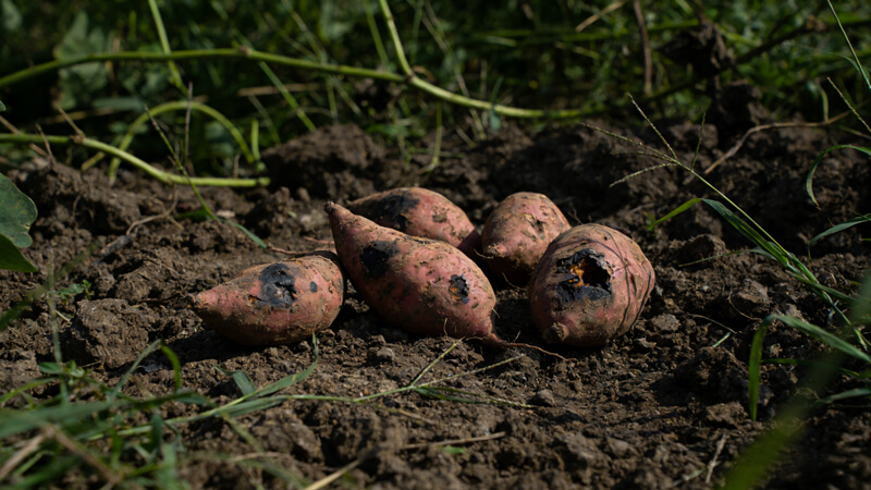 克百威、甲拌磷快速检测—聚焦“毒红薯”事件农残准确管控